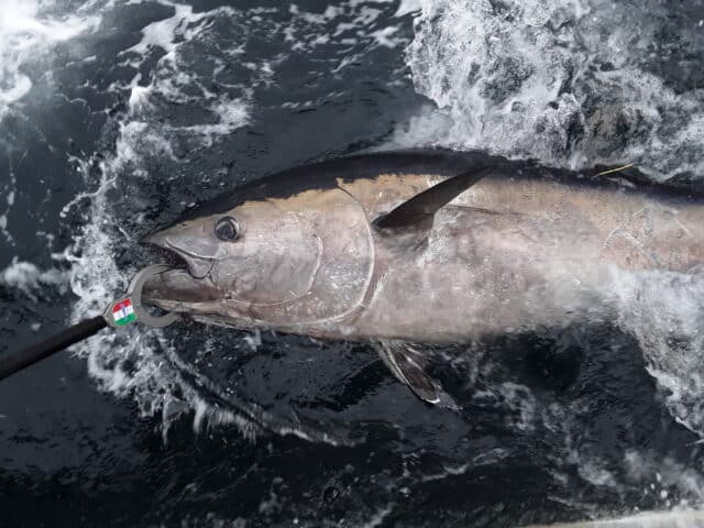 Bluefin Tuna in Irish waters