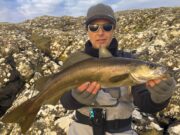 Sandeel and a calm spell bring Connemara pollack on the feed