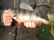 Pursuing perch and memories on the Barrow perch, Barrow