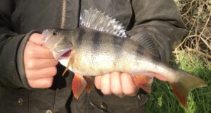 perch, Barrow