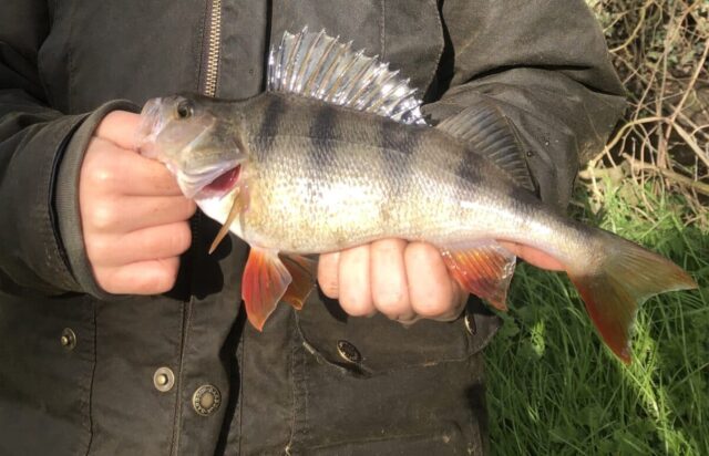perch, Barrow