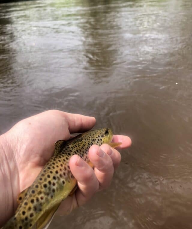 Kings river trout