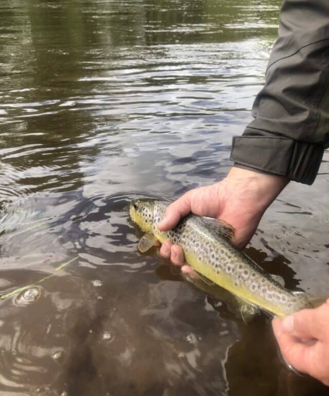 Kings River trout