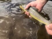 Kings River trout