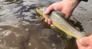 Kings River trout