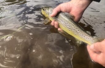 Kings River trout