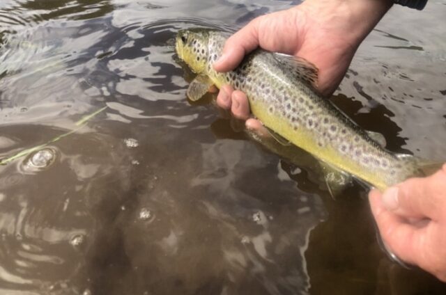 Kings River trout