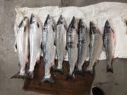 Ex-Driftnet Fishermen Receive €4,000 Fines For Illegal Fishing