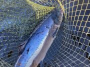 One salmon for Lough Currane as lake loses a legend Currane salmon