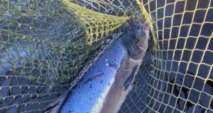 One salmon for Lough Currane as lake loses a legend Currane salmon
