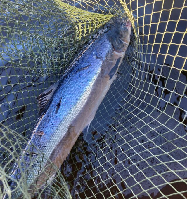 Currane salmon