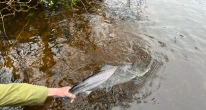 St Patrick smiles on Currane’s anglers salmon release