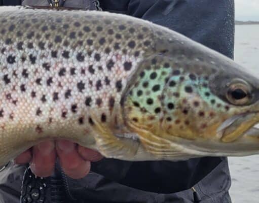 Fortune favours the brave on Lough Sheelin