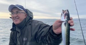 Fresh mackerel the key to good fishing in West Clare
