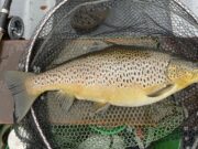 Weather dictates success on Corrib