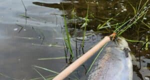 Blackwater salmon