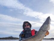 French anglers finished their week at Melview with 97 pike up to 107cm