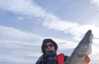 French anglers finished their week at Melview with 97 pike up to 107cm
