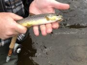 nore trout