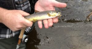 nore trout