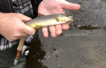 nore trout