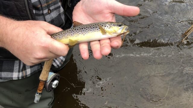 nore trout