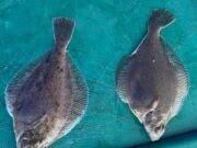 Menapia Sea Angling Club kick off their 2023 competitions