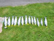 Inland Fisheries Ireland welcomes Donegal Circuit Court ruling over illegal salmon fishing