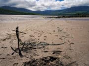 Flounders and bass make the difference for Tralee Bay SAC at Cappa strand