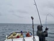 Good sized pollack for anglers fishing Donegal Bay