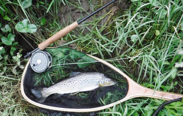 trout