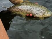 Eastern promises for Sheelin anglers