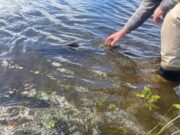 A few more salmon for Currane’s dedicated anglers salmon release lough currane