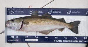 Three fish daily bag-limit for pollack from 01 June