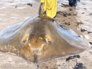 Specimen ray and angel shark (“monkfish”) in Tralee Bay