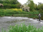 Low water tests trout anglers’ skills on the Maigue