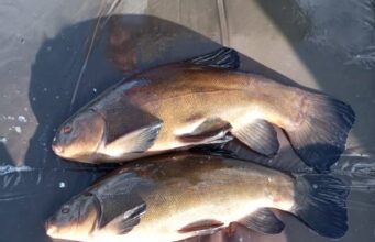 Chris with a couple of nice Tench