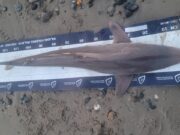 Early tope from the shore for Wexford anglers tope