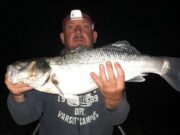 Bass return to Wexford shores Jonathan with a beautiful Bass