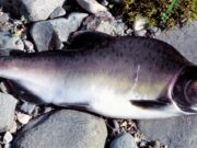 IFI issues alert over Pacific pink salmon in Irish rivers
