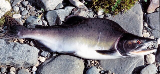 Mature male pink salmon with characteristic humpback and spotted tail photo credit Eva Thorstad, NINA