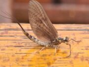 Irish Angling Update 12 May 2023 mayfly