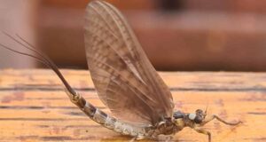 mayfly