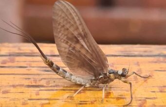 mayfly