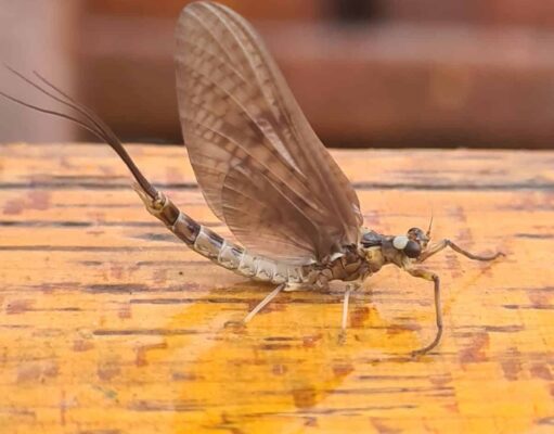 mayfly