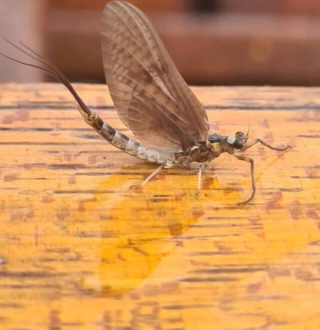 Mayfly11 mayfly