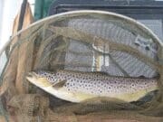 Another relatively quiet week on Lough Arrow