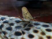 Mayfly heaven for Sheelin anglers