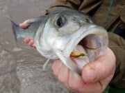 Good bass on fly and lure for visiting anglers in Kerry