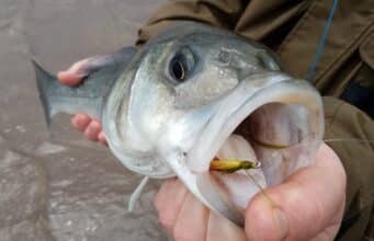 Good bass on fly and lure for visiting anglers in Kerry